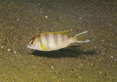 Pseudotropheus livingstonii 'Msuli'